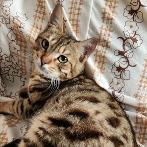 Meet your Posher, Hafssa